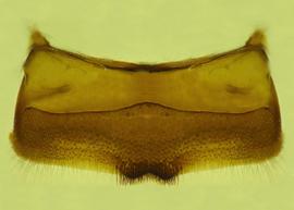   Anthidium palliventre  male, ventral view of fourth sternum (S4), photo from Gonzalez and Griswold 2013 

